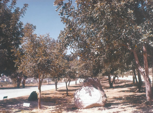 Trees planted with plaques at Yad Vashem Jerusalem